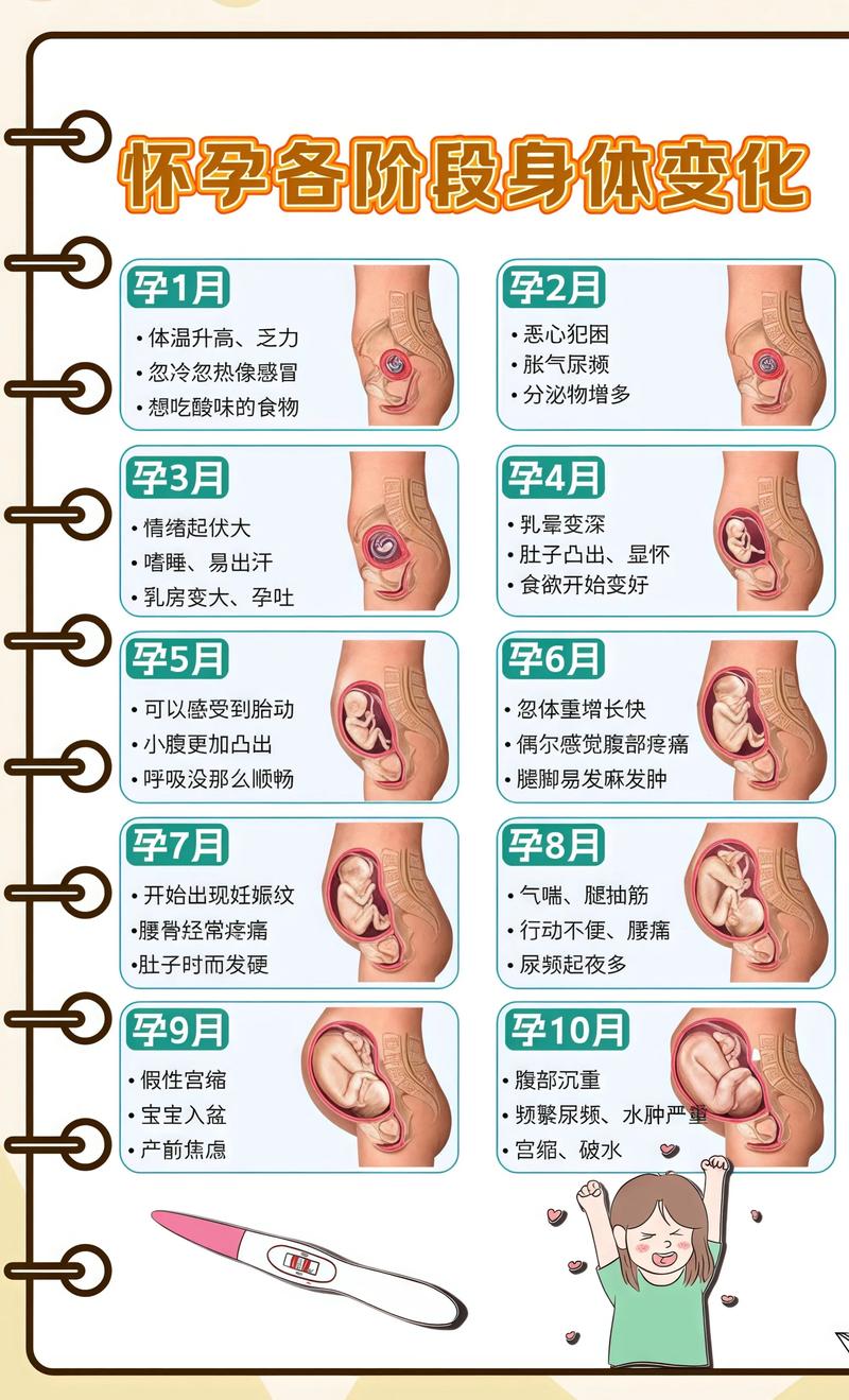 揭秘供卵代孕妈妈怀孕小腹分两节，孕期变化的奥秘西青代生机构: